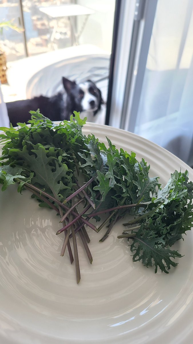 krau5e_alex's tweet photo. First garden bounty of the season = a handful of fresh Kale. My fellow garden manager Jasper, is excited (as am I) for the first kale cull of the season. 🥬👅#growathome #gardenfresh #freshkill #freshkale #kalecull https://t.co/y0w0K8l6zE