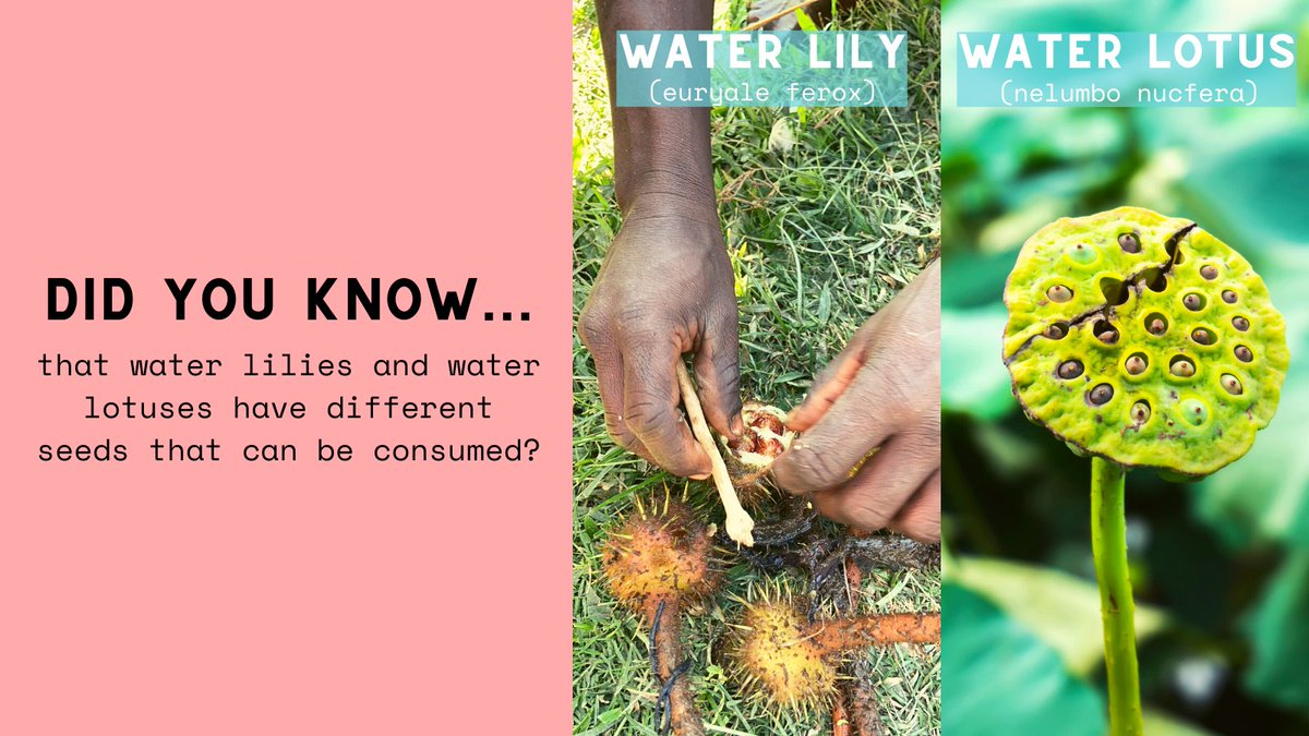 Dear Snackers tweet media