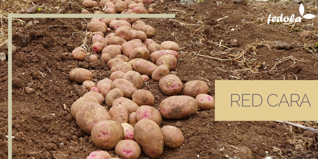 ¡Red Cara del país! ¿Dónde? ¡EN FEDOLA!

#Papadelpaís #Fedolapapas #Tenerife