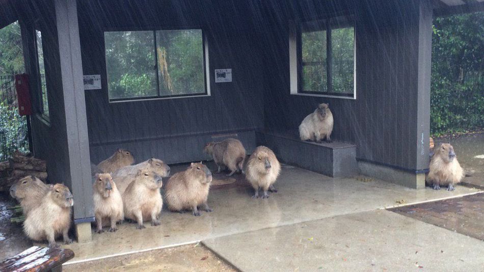 Waiting out the storm ⛈