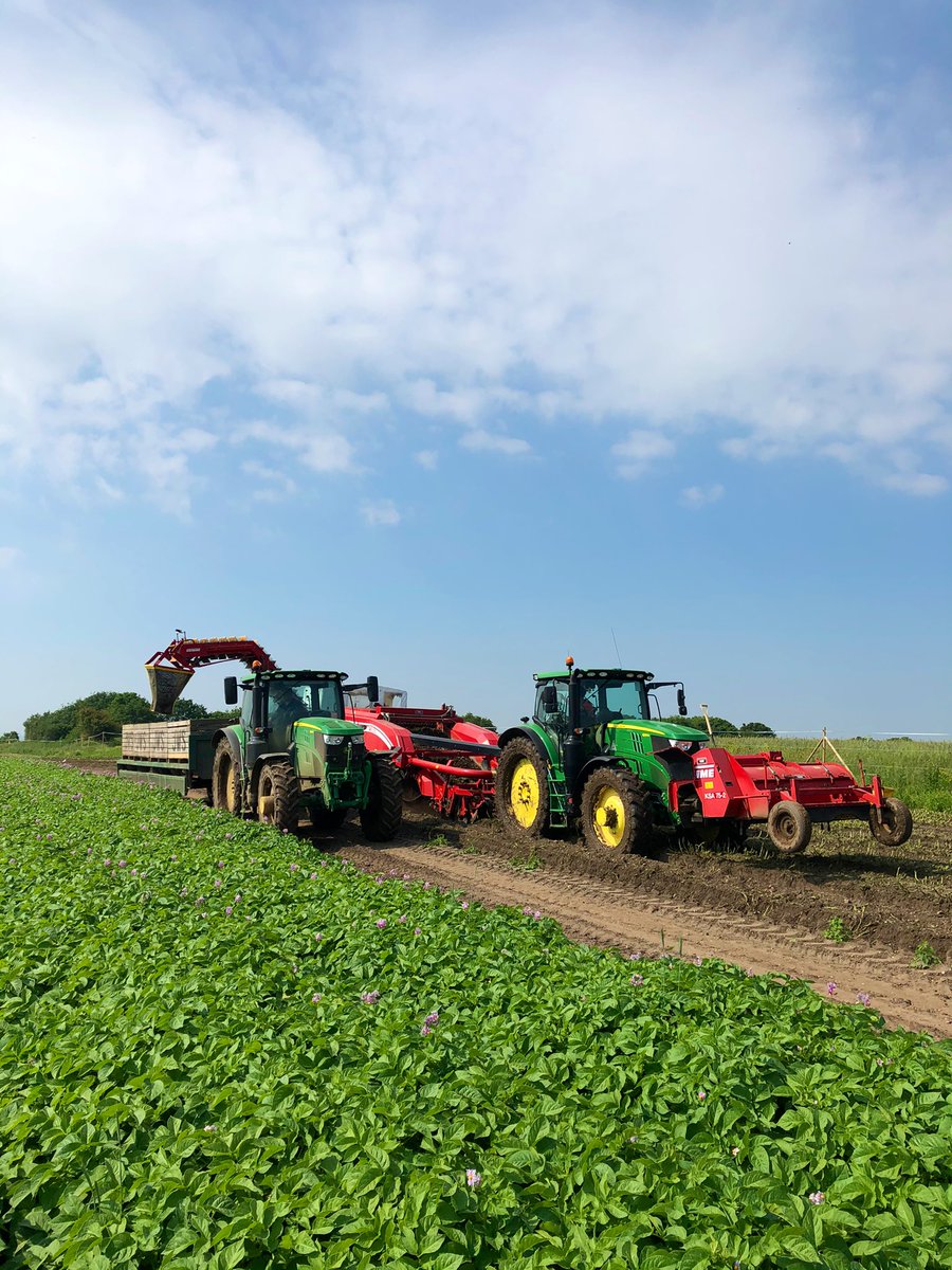 macfarlane_2's tweet photo. Harvest 2021 commenced today lifting some lovely Maris Peer soon to be in a supermarket near you! @GrimmeUK @Eastsufprod #newpotatoes #suppersorted https://t.co/3Wr5HkeMMR