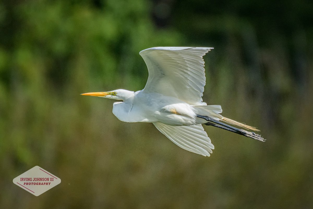 Irv Johnson tweet media