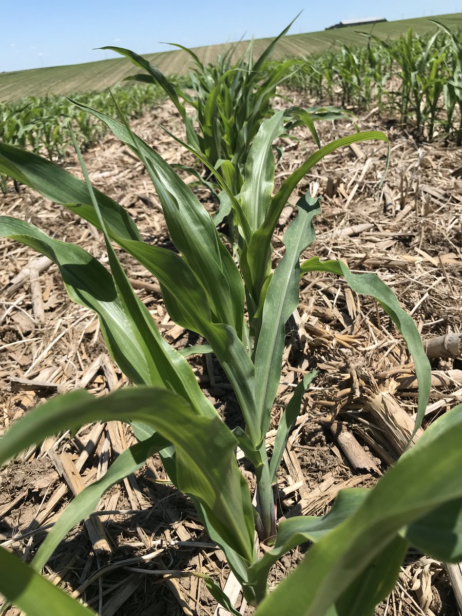 jim_schweigert's tweet photo. This is the type of spring where #notill really pays off.  Our #seedcorn in WI is all continuous no-till and the roots are in adequate despite a dryer and warmer June.  The crop is healthy and even.  Thank you residue! #GroAlliance #CubaCity https://t.co/OkC3gduvsO