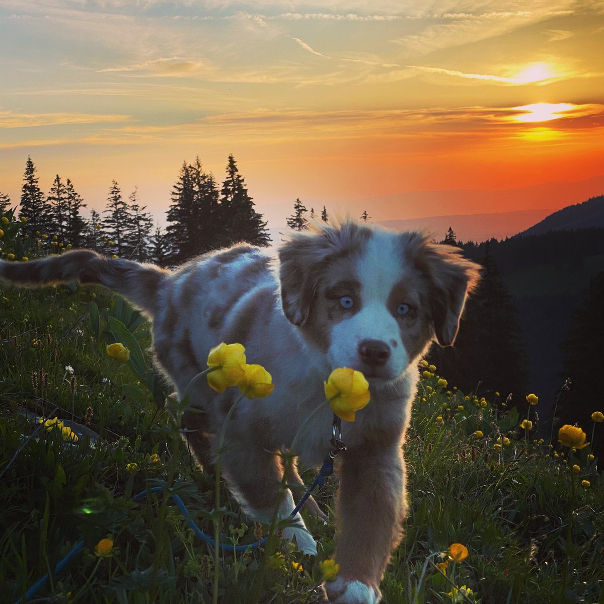Didierleuenberg's tweet photo. Douce nuit de mon pays!🐶🐶🐶#sunset#dog#dogsofinstagram #doglover #doglife #chien #chiens #chienmignon #chienheureux #switzerland #switzerland🇨🇭 #prealpes #paccot #paccotsregion #fribourgregion https://t.co/M67awsltKj