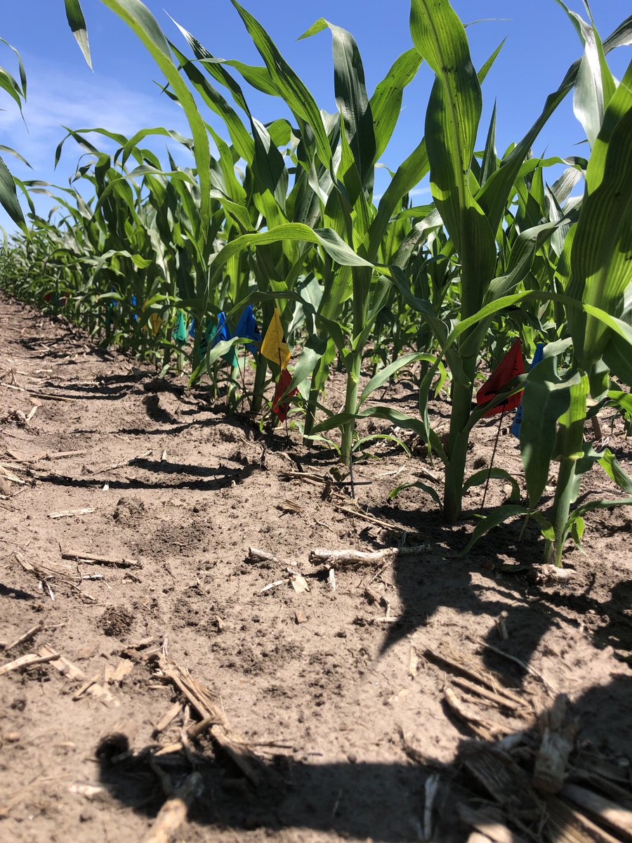 Windy Ridge Ag tweet media