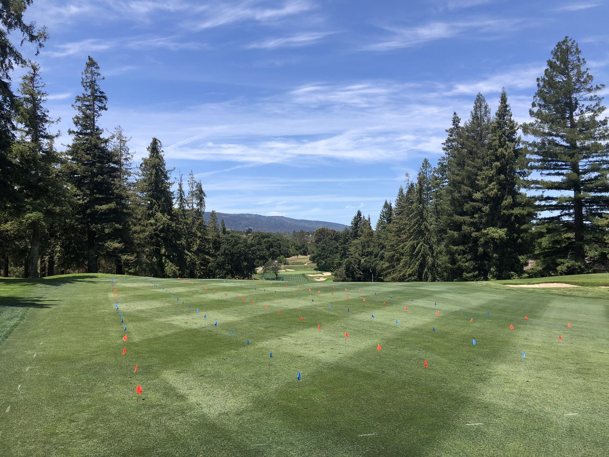 UCRturfgrass's tweet image. The latest fungicide trial…#GrayLeafSpot on ryegrass at Sharon Heights GCC. 21 trts. That’s now 4 active fungicide trials on 4 courses in @gcsanc @SNGCSA @GCSACC plus #Anthrancose #DollarSpot #SummerPatch trials @UCRCNAS Thanks @theturfyoda @JeremyNicholas0