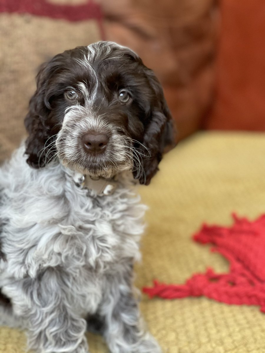 chapter1loftus's tweet photo. We apologise for closing early today and for any inconvenience this caused. Mabel was the reason why and sheβs the newest member of our team #bookshopdog #chapteroneloftus #indieloftus https://t.co/0WX7WWrlDC