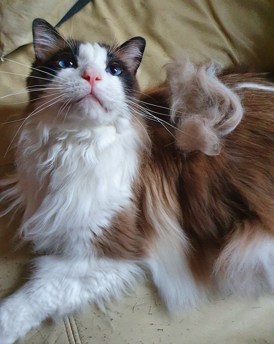 Hooman is shocked this is how much floof I lose every day when she brushes me