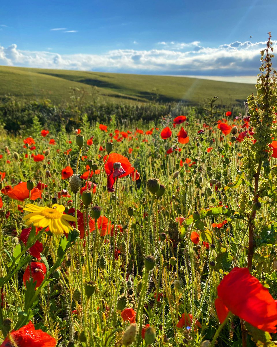 HannahStitfall's tweet photo. A yearly tradition now! ❤️🌿 A walk to the poppy fields by my house that bloom just after #Springwatch each year! Simply beautiful! ✨🌿

#Cornwall 
#poppies 
#HappyHumpDay https://t.co/lvDu6i4spZ