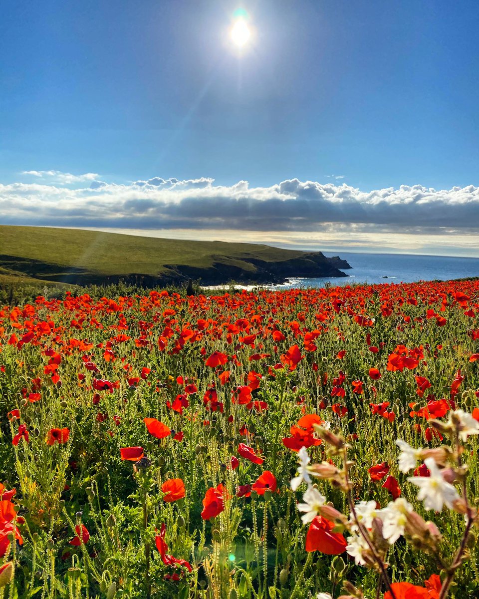 HannahStitfall's tweet photo. A yearly tradition now! ❤️🌿 A walk to the poppy fields by my house that bloom just after #Springwatch each year! Simply beautiful! ✨🌿

#Cornwall 
#poppies 
#HappyHumpDay https://t.co/lvDu6i4spZ
