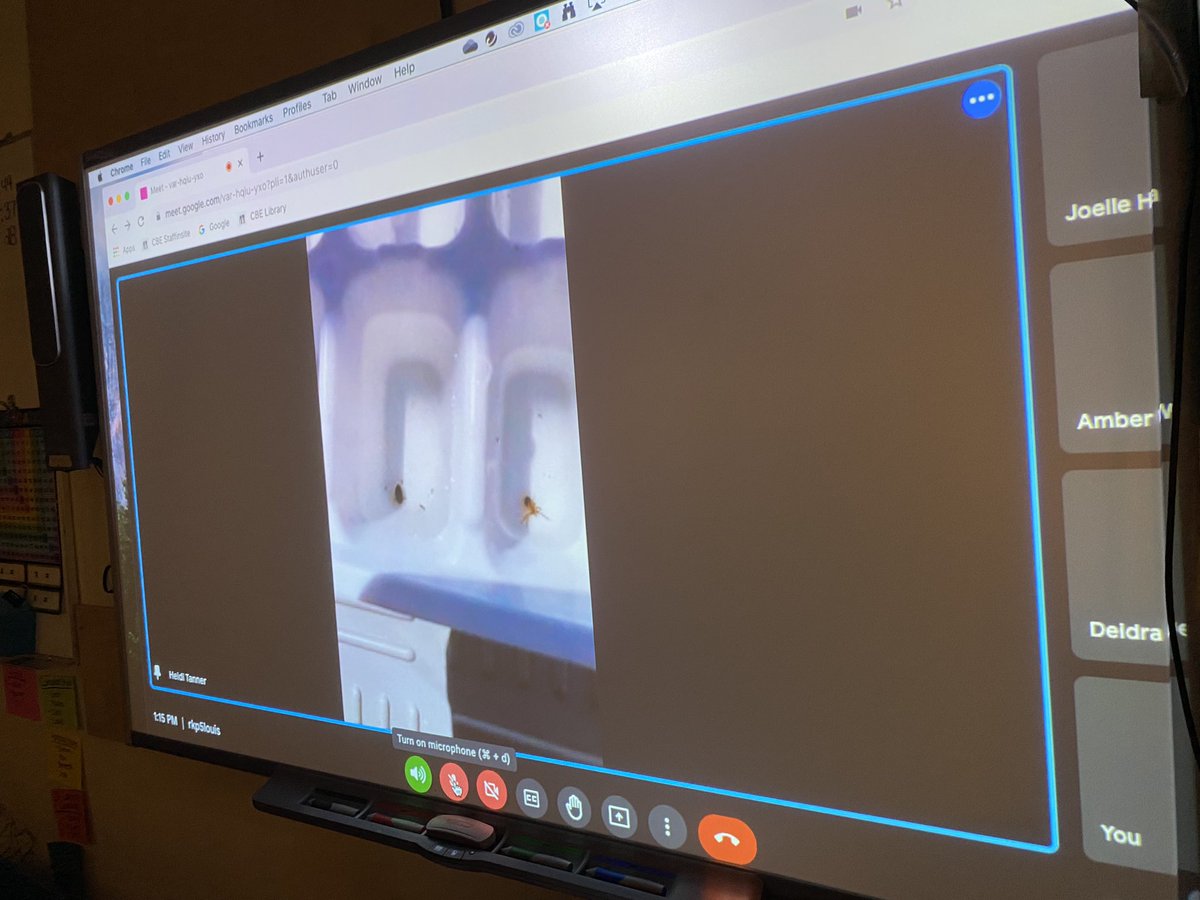 Teach_McIntosh's tweet photo. Thank you @Gr5ScienceKids for guiding the Gr5 through a virtual pond dip today at Ralph Klein Park! We are all so excited to do our own tomorrow at South Glenmore Park ☀️🐌🪱🪳🪰🦂🦆🐟🦫 @WeAreLouisCBE https://t.co/8vln2dUg7e
