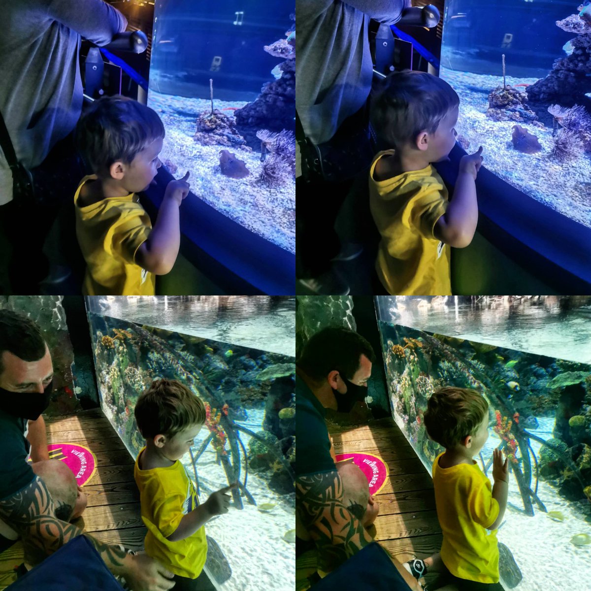 misslauracoates's tweet photo. We haven't been to the @thedeephull since before the pandemic so we booked to go today and we all had the best time. My nephew absolutely loved seeing all the fish and sharks, then he got lots of treats in the gift shop. We can't wait to visit again 🐠🐟🦈🐢🐡🐙🐧#thedeep https://t.co/HllIfWktdN