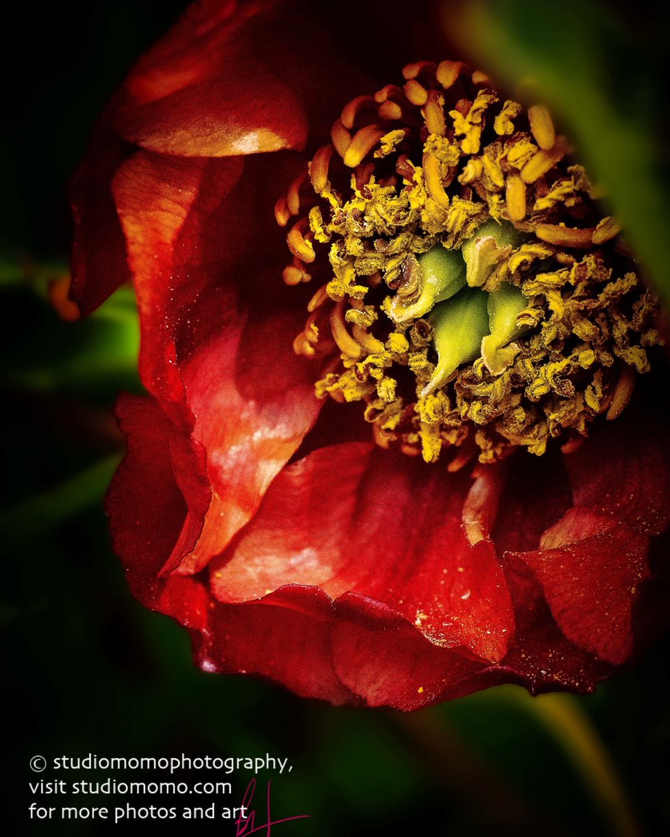 .
.
.
.
.
#MacroFloralPhotography 
#FlowerPhotography 
#Naturephotography 
#MacroNaturePhotography 
#FloralPhotography 
#NatureUpClose 
#FlowersUpClose 
#BeautifulFlowers 
#FlowersEveryday 
#PacificNorthwestFlowers 
#FloralFlourish 
#IGSCFlowers 
#IGBest_Macros 
#Macro_Flower_Per