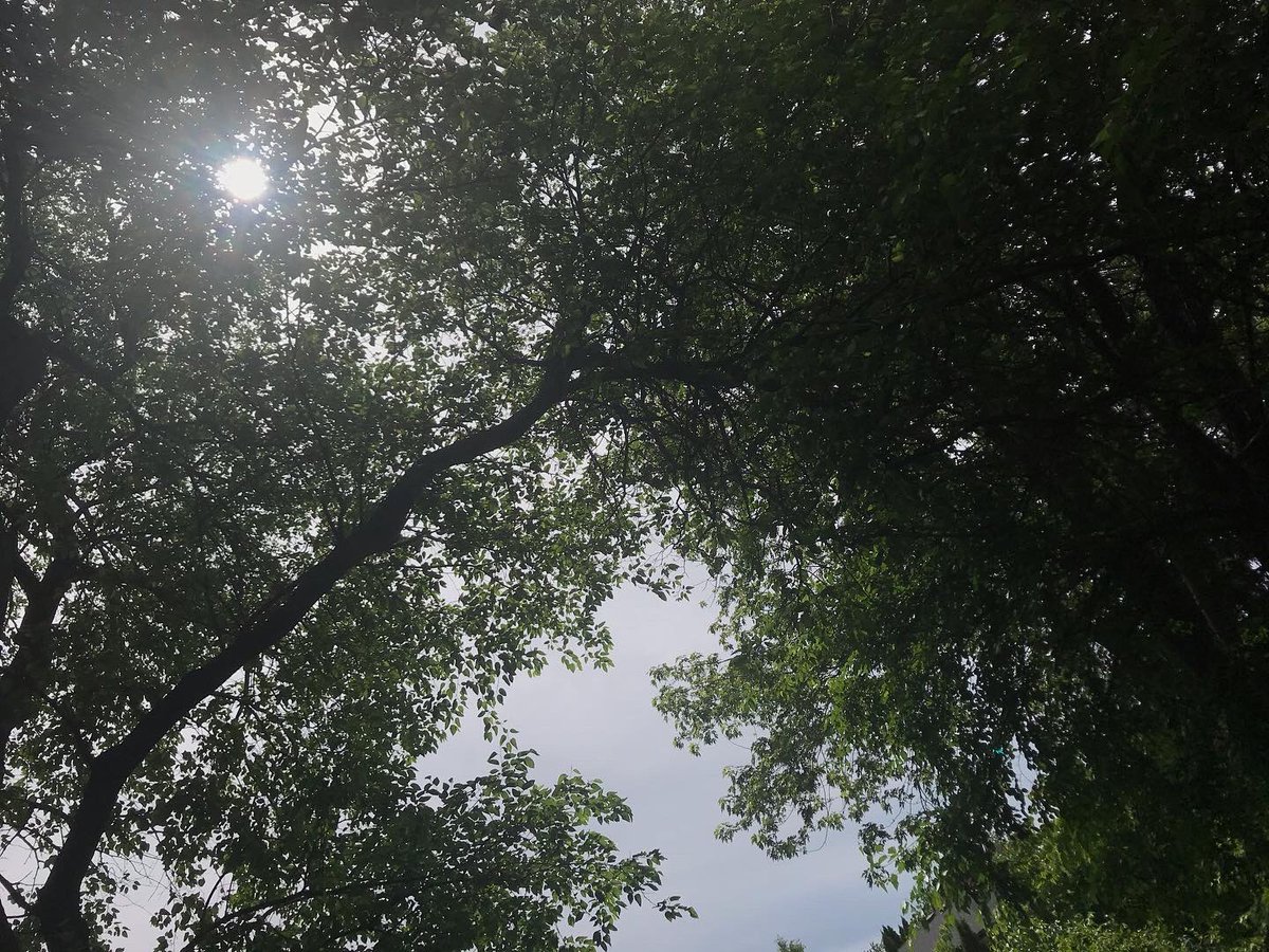 meanredslider's tweet photo. #nature #tree #trees #NaturePhotographyDay https://t.co/77sBaMupyQ