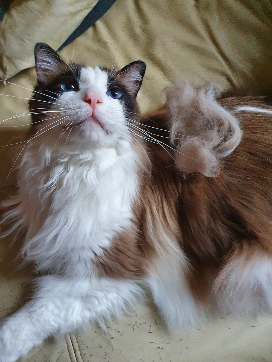 Hooman has to brush me daily cos this is how much floof I lose a day