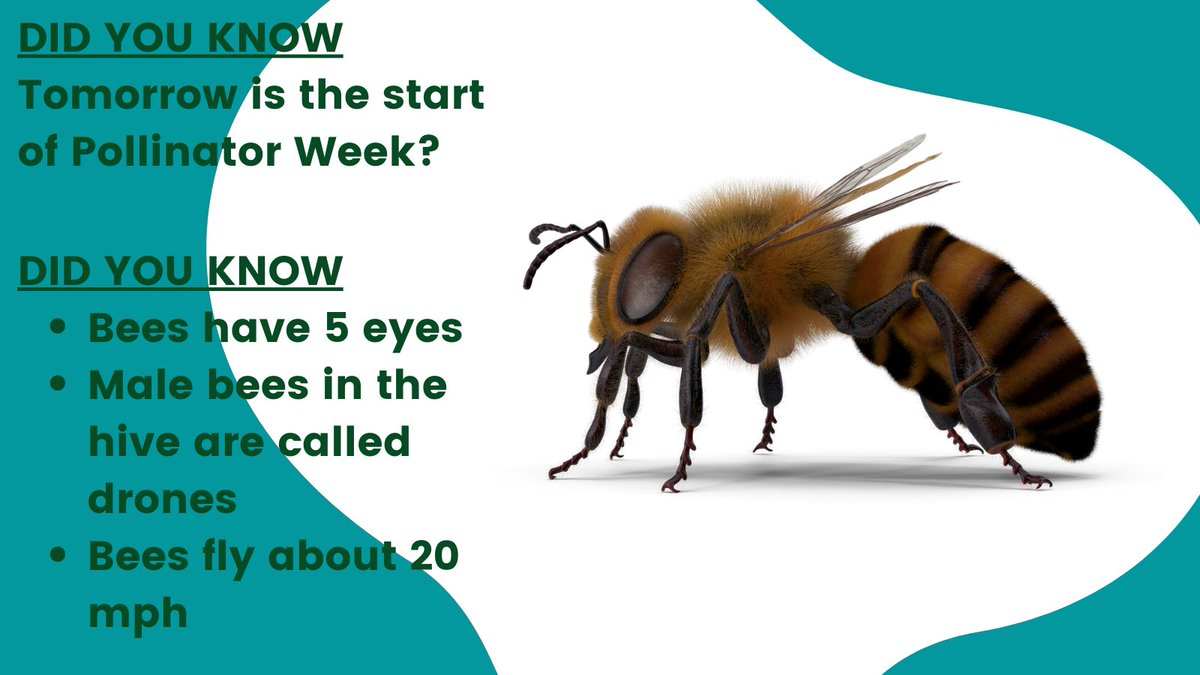Tomorrow is Pollinator Week!
Here's some "bee-autiful" bee facts!