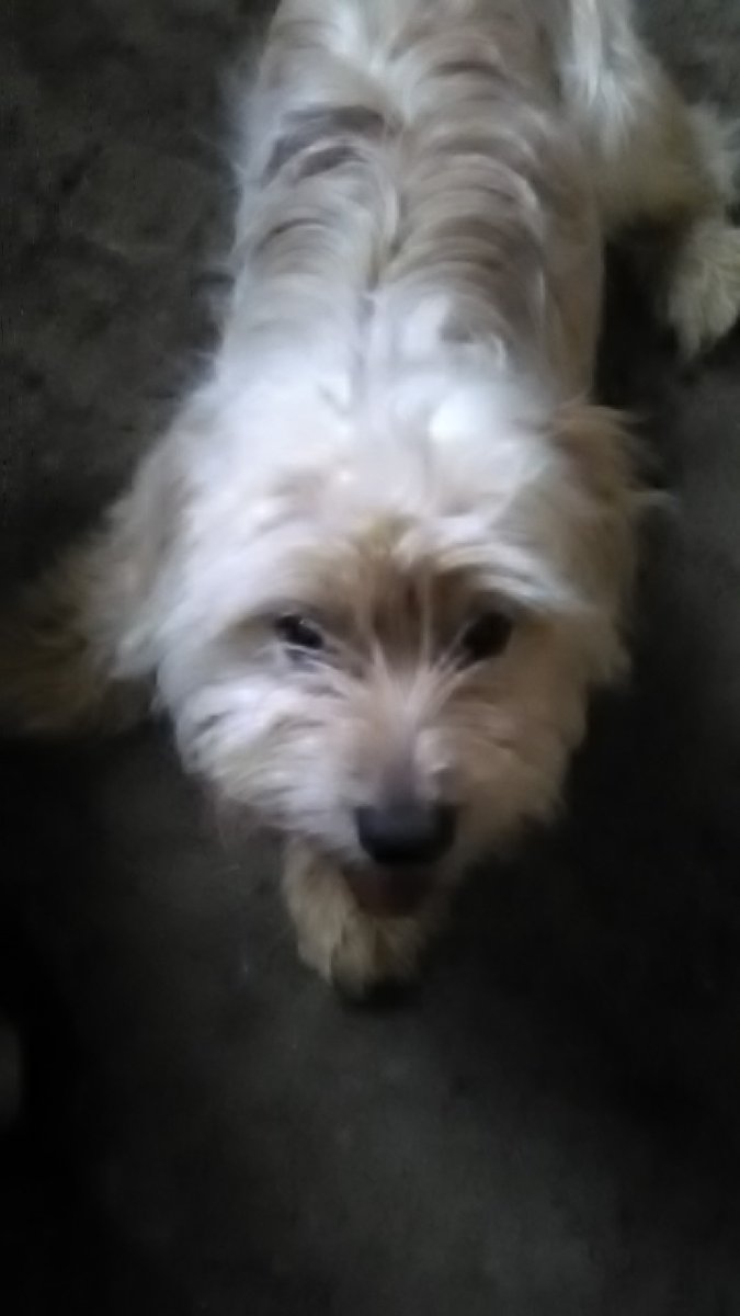 doglady22's tweet photo. @Pope_Onarope I lost my fur baby last month. I looked and looked for a little dog. Finally I got one. He looks a lot like Sadie. He is a rescue dog and do not know what kind he really is. Can you tell? He is 6 mths old. They said Lhasa Apso at ARL. I named him Bailey. https://t.co/QKIMbXXcXp