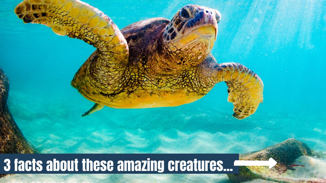 калифорнийская скватина. инфографика день моря. морские львы купер. акумаль мексика черепахи. Endangered save get sea.