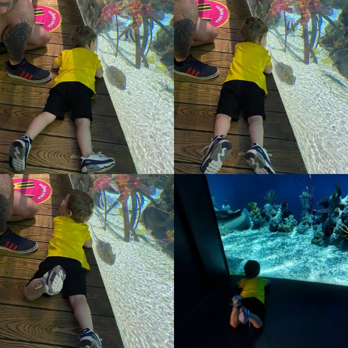 misslauracoates's tweet photo. Ellis had to get on the floor in to get a good look at the fish 😂 we love the @thedeephull 🐠🐟����🐢🐡🐙🐧 #thedeep https://t.co/gUKFzY4B2g