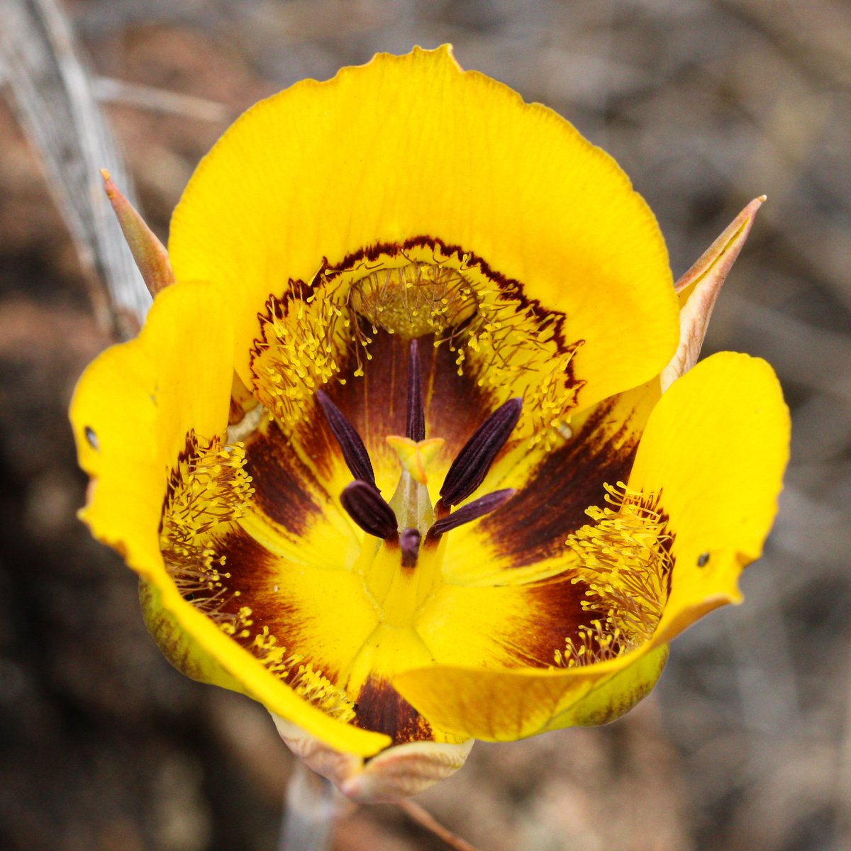 naturewithnora's tweet photo. big lily energy • Calochortus clavatus var. clavatus (club-hair Mariposa lily) • endemic to California & definitely has club-shaped hairs • #CaliforniaFlora https://t.co/L1M2hrSeYF