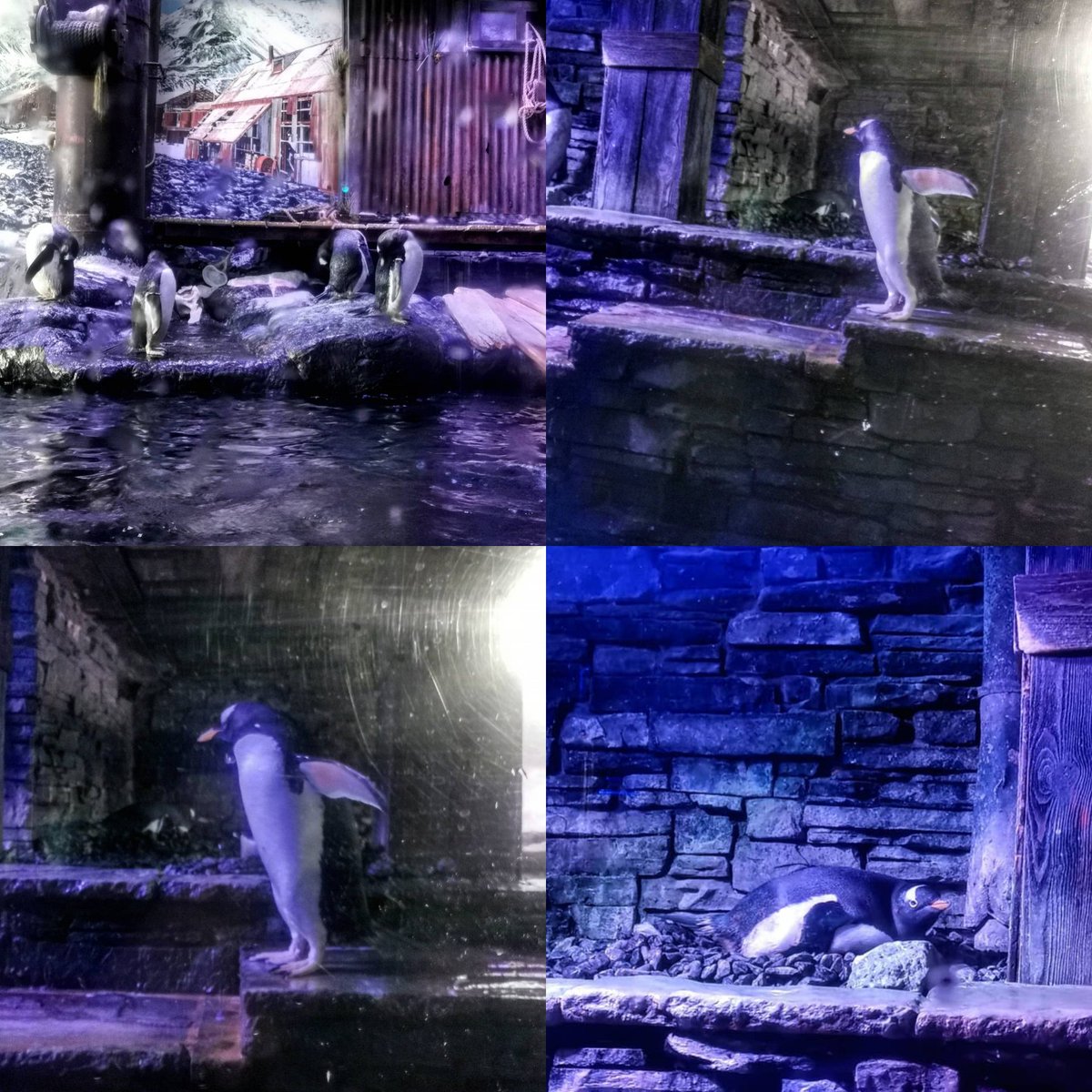 misslauracoates's tweet photo. More pictures from our day at @thedeephull 💙💙💙 #thedeep https://t.co/3abBfEKjdT