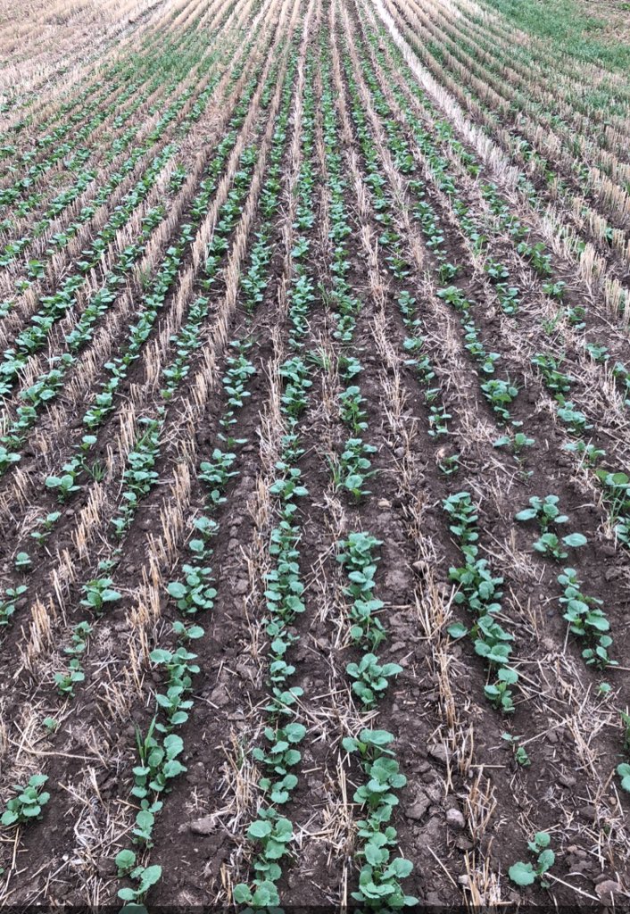 Bayer4CropsCA's tweet image. A reminder for farmers who have sprayed for flea beetles on their Prosper EverGol treated canola to call 1-844-250-9362 to register and determine if you qualify for a rebate on #Decis. The deadline is June 30th, 2021.