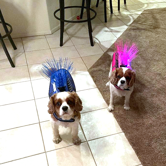CoyoteVest's tweet photo. So cute. So safe! πΆππΆ
#petsiblings #doggos #cutedogs #safedogsarehappydogs #happydogs #woofwoof #smalldogsafety #dogsafety #doggear #dogvest #spikevest #coyotewhiskers #coyotevestprotection #kingcharlescavalierspaniel #kingcharlescavaliers #chestnut #walnut @mommarotta https://t.co/HrRkPkCjc5