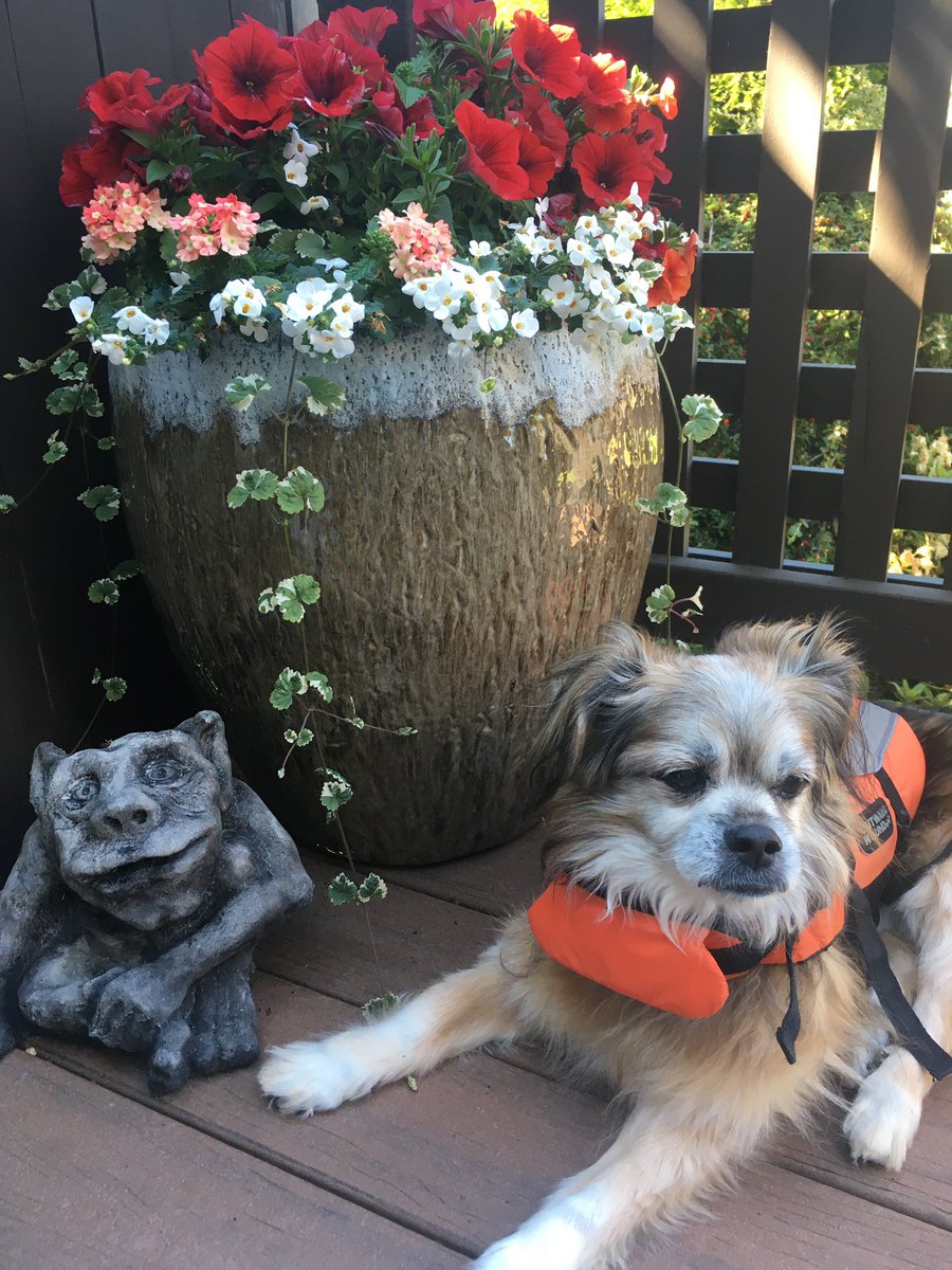 MomofOdieDexter's tweet image. SHOCKING NEWS TO REPORT! Mine Momma has not killed the preplanted hangy-pot pot! In fact, I am shocked to report..it is growing! Neither Ernie or I can believe it! DAT IS ALL. YOU MAY RETURN TO YOUR LIVES NOW.
#NewsUpdate #ShockingReport #StunnedSilence  
#dogsoftwitter #dogs