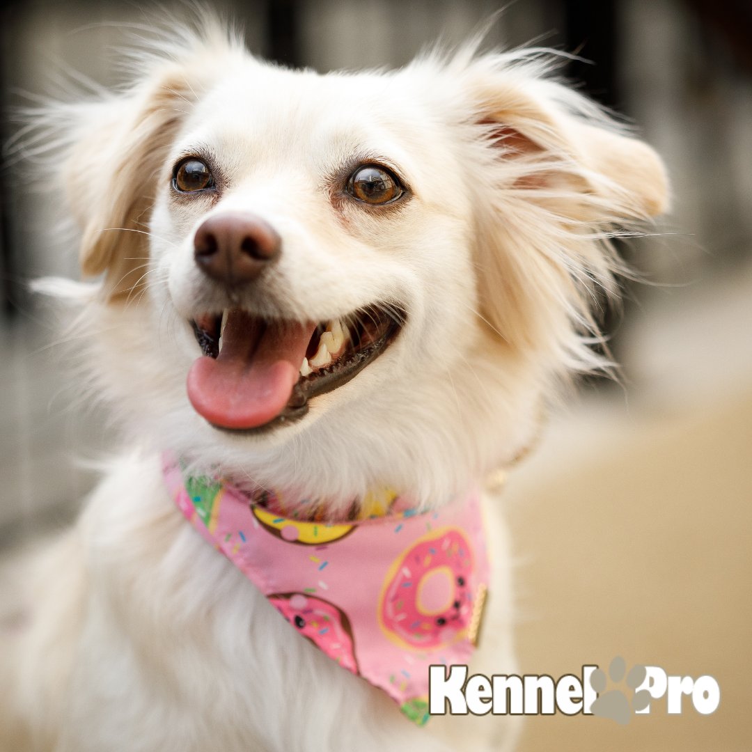 Kennel Pro on Twitter "Do you own a homemade pet bandana business