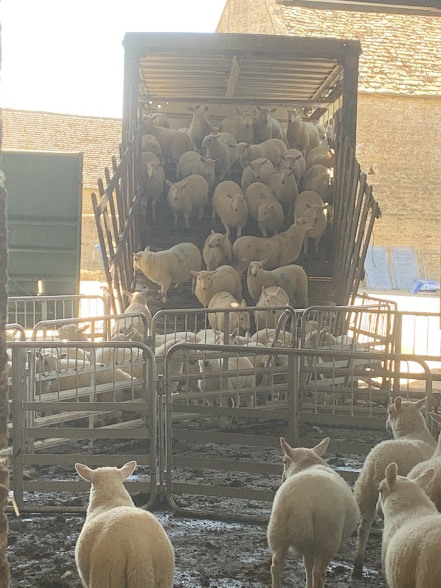 cotsshepherdess's tweet photo. Shedded the lambs off from the ewes first thing they all did was load them self back up into the lorry #selfloading #lambs https://t.co/PG6kuTuPEa