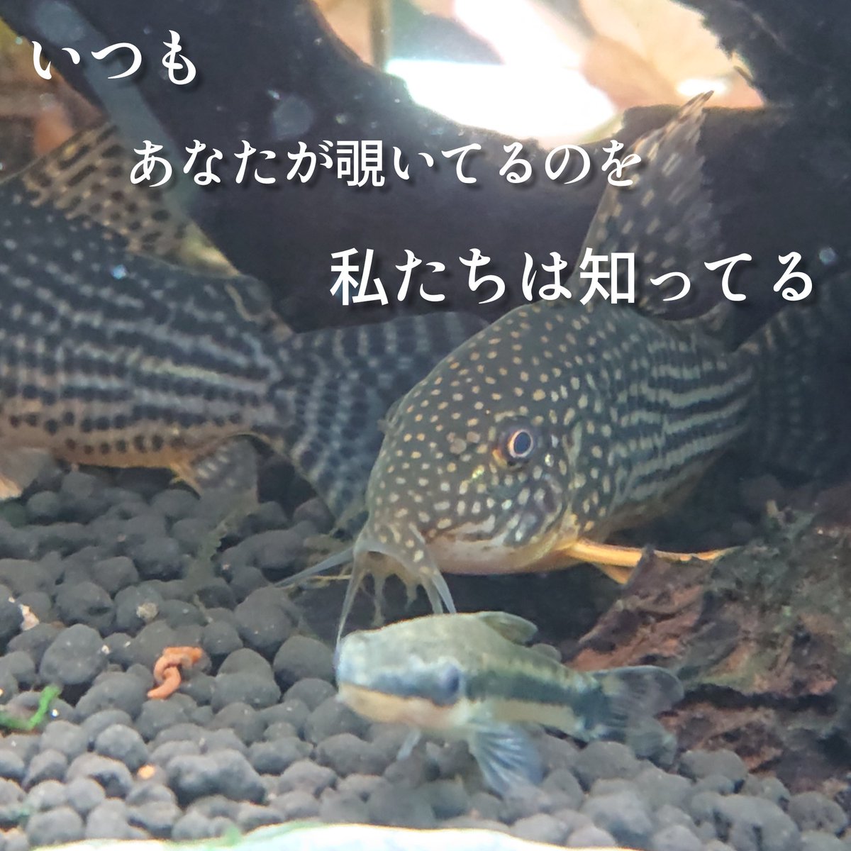 オトシンクルス Twitter Search オトシンクルス Twitter Search