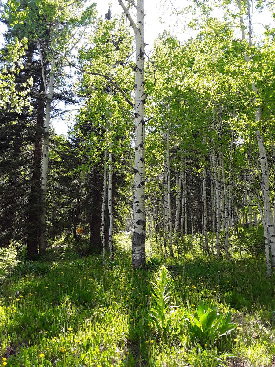 Moses Guest - "Silverton"
youtu.be/WZayFWMVcb4

Moses Guest - "Wheel"
youtu.be/6LoxrZ9HAAs

Moses Guest - "Juke/Right Down" (live)
youtu.be/5Cm4l042dqY

Moses Guest - "A Phrygian Way"
youtu.be/Simgyx59jmc

#Music #RockMusic #AmericanaMusic