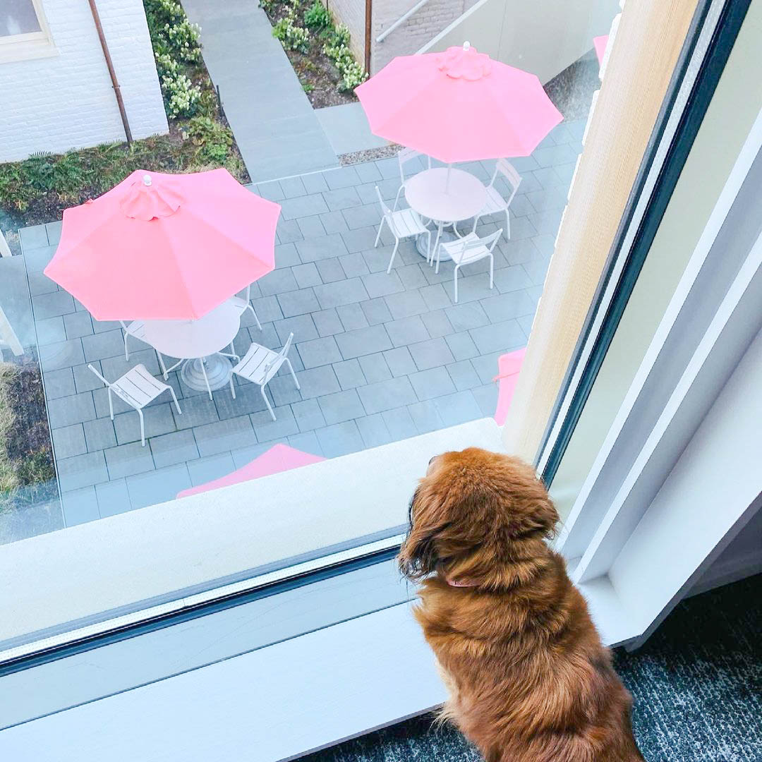🗳 Our pet-friendly property is just one of the reasons you should vote for us for the Best of C’Ville 2021 awards! Show us some love: vote.c-ville.com 📸 @bellajenna