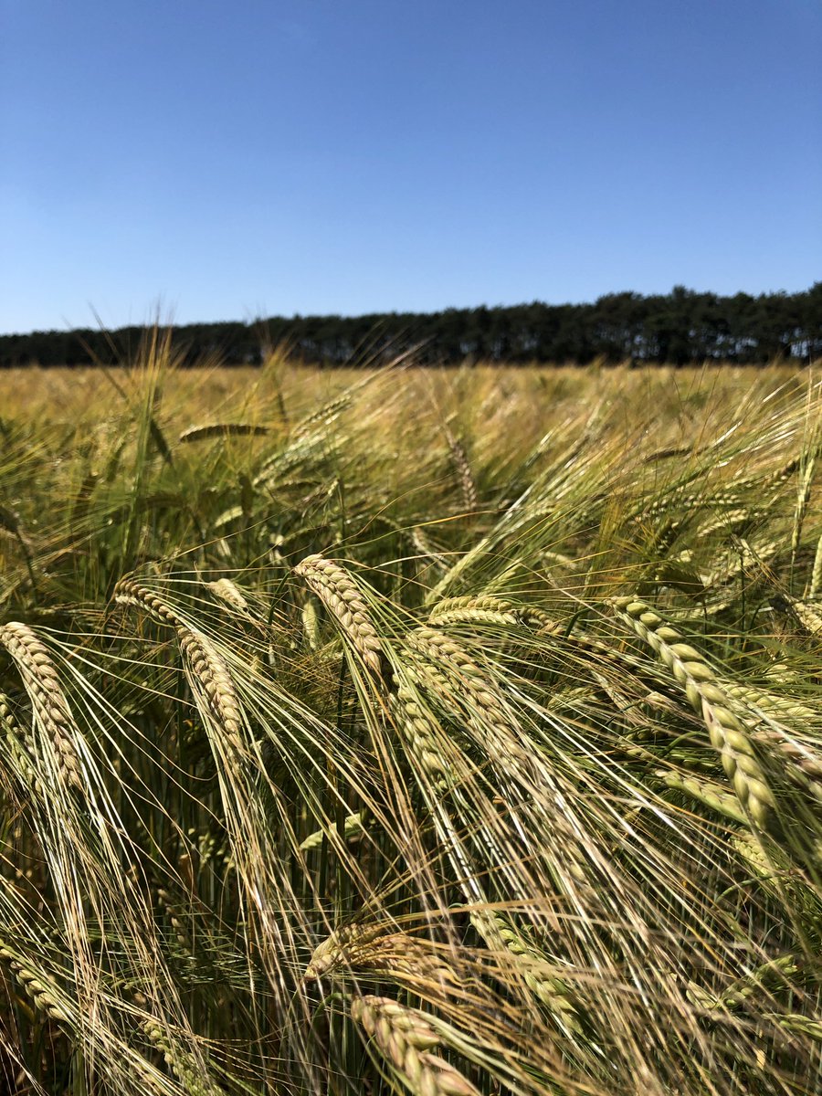 Bob King tweet media