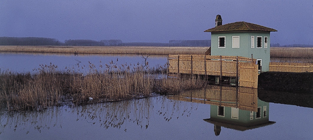 Qualcosa_DaFare's tweet photo. È sempre un’emozione godersi il suggestivo ambiente palustre praticando birdwatching e ascoltando i canti dei rapaci notturni accompagnati da una guida professionista e bevendo del buon vino
#birdwatching #tramonto #vino  #apericena #trekking #natura 

https://t.co/xyaCFbQr9C https://t.co/EmtUojHMyN