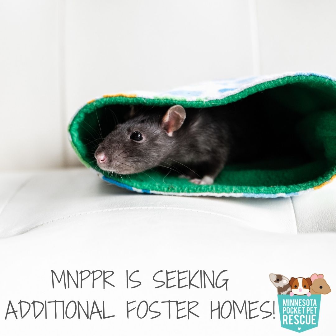 mnpcktpetrescue's tweet photo. Did you know MNPPR is completely foster based? Our fosters provide love and care while our animals wait for their forever home.
If you are interested in becoming a foster parent for pocket pets visit: https://t.co/6KrqoOUTL5
#foster #rescuepets #mnppr #rescue #pocketpetsofmn https://t.co/zlgElPZCzE