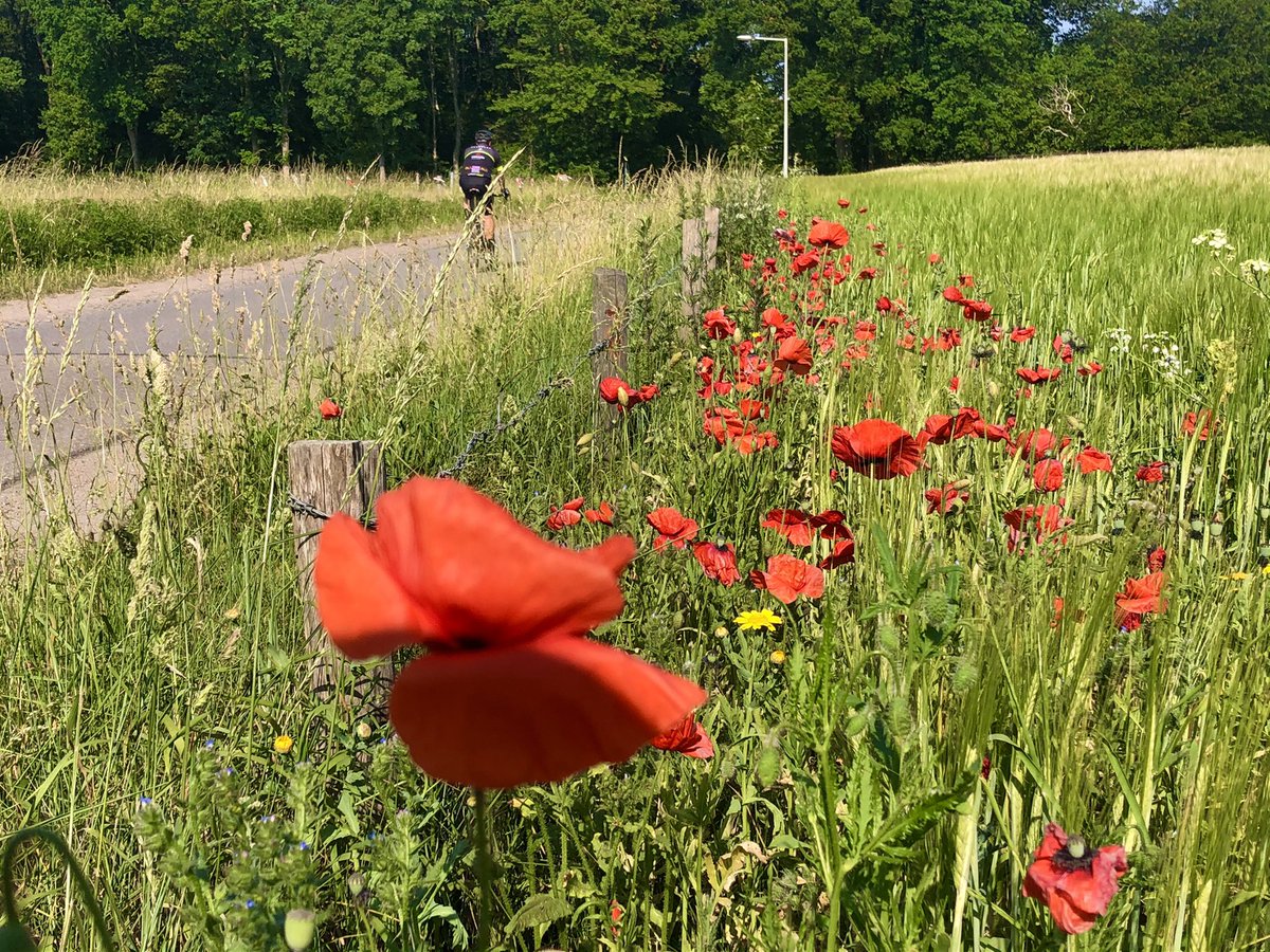 Erik de Jonge tweet media