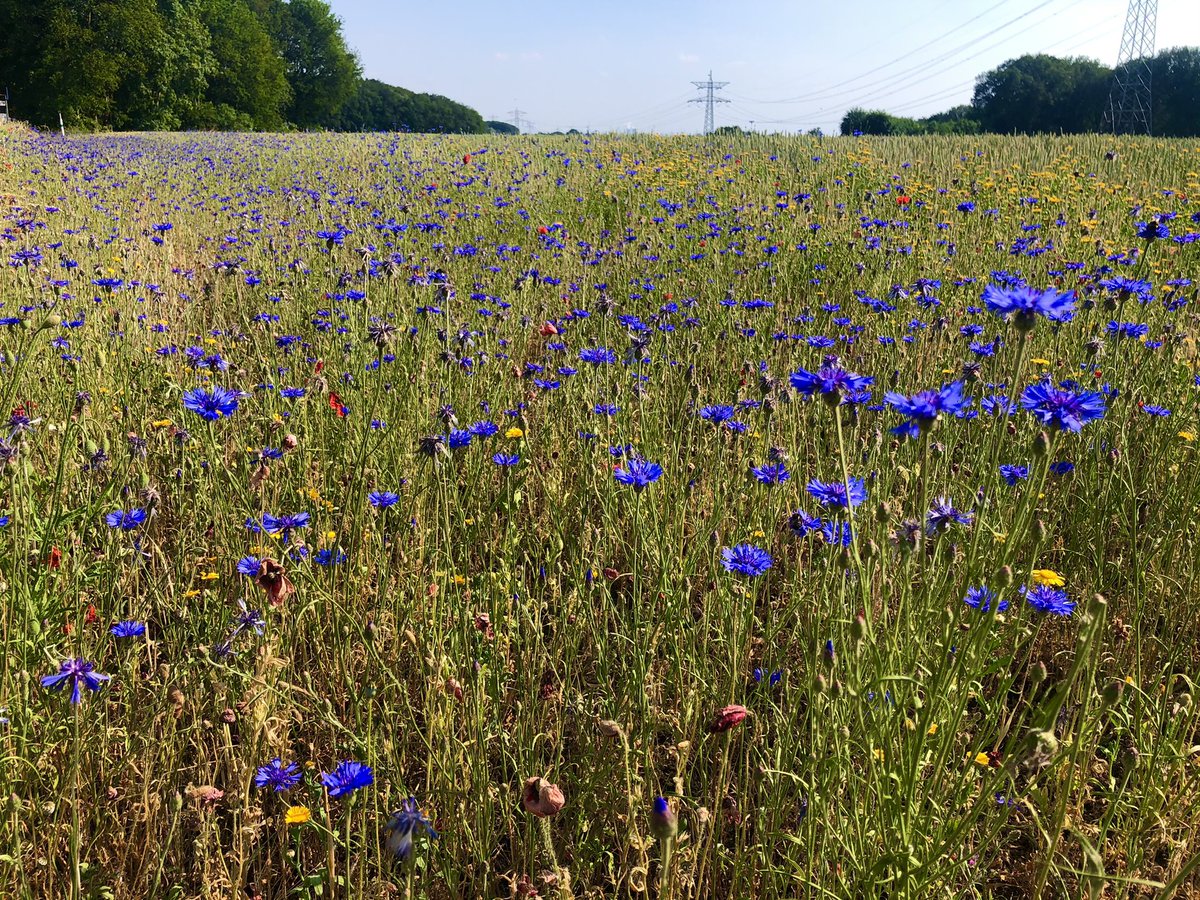 Erik de Jonge tweet media