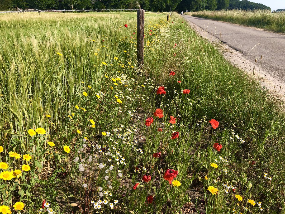 Erik de Jonge tweet media