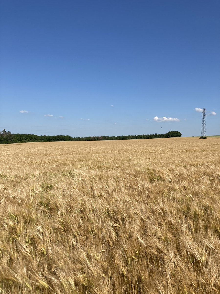OlivierCOSTE2's tweet photo. Dernier #Tdp @Spotifarm @PierreA_Marre,d’avant #moisson2021 #Yonne.
Des petits épis,des grands et des orphelins aux #charbons @BONNIN1402,pour cette #orge des plateaux du #Tonnerrois. https://t.co/LG1PZXl70a