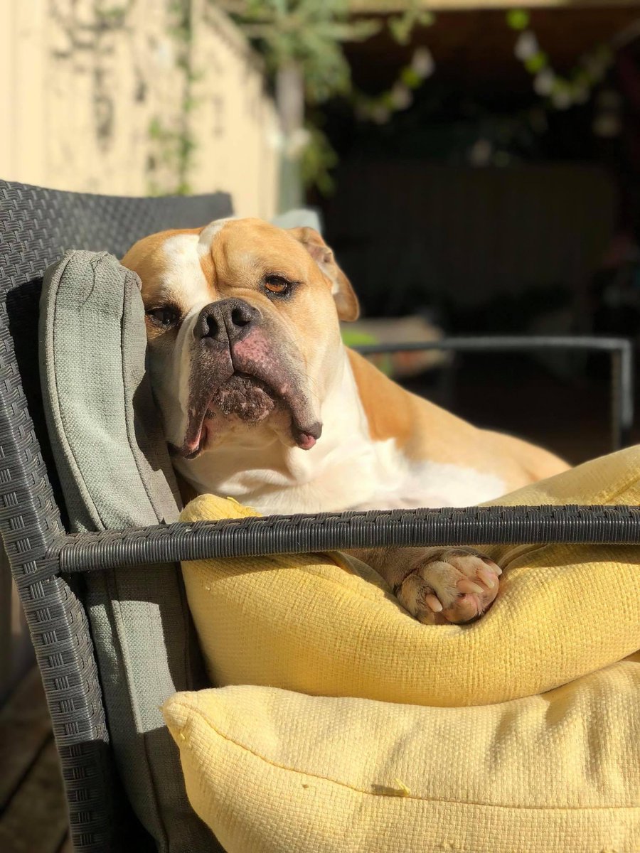 Archie_Bulldog's tweet photo. Daddy said to make the most of the sunshine today as if he can see into the future and there isn’t any sun there. https://t.co/XZlWI8itOp