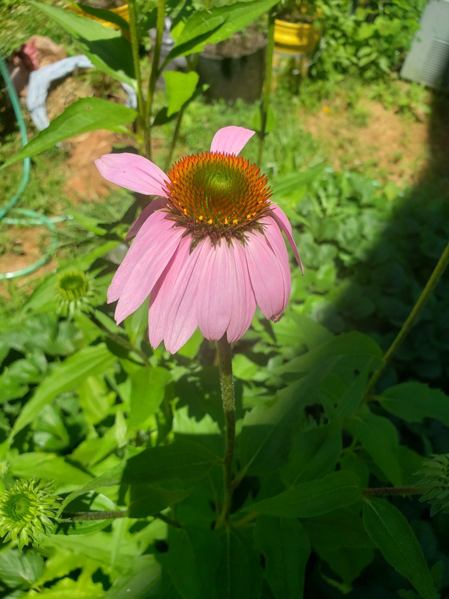 Marigold Art Studio tweet media