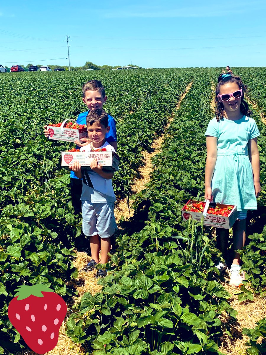 Strawberry fields forever!  #wiwildcatsummer