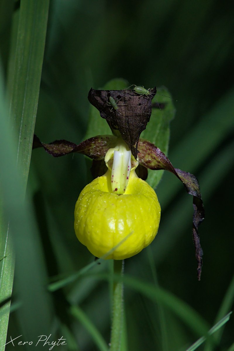 Xero_Phyte's tweet photo. Bon, j'ai traité quelques autres photos de la journée de prospection #orchidées d'hier, on a pas vu énormément de choses, mais on y allait surtout pour les Sabots de venus ! https://t.co/jrw1hCQFzz
#Orchid #NaturePhotography #wildflowers #Botanique #Orchidées 
@EuropeanOrchids https://t.co/ba7W8oUwX1