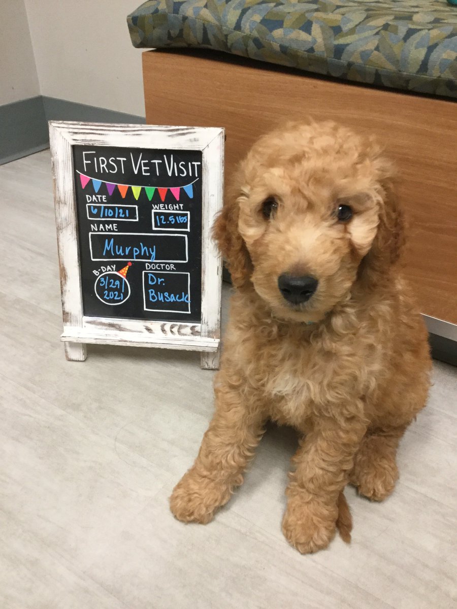 BartelsBusack's tweet photo. Happy Wet Nose Wednesday!! #FirstVetVisits #BraveKids #Ruby #Murphy #Maddie β€οΈ https://t.co/WJss0u00BK