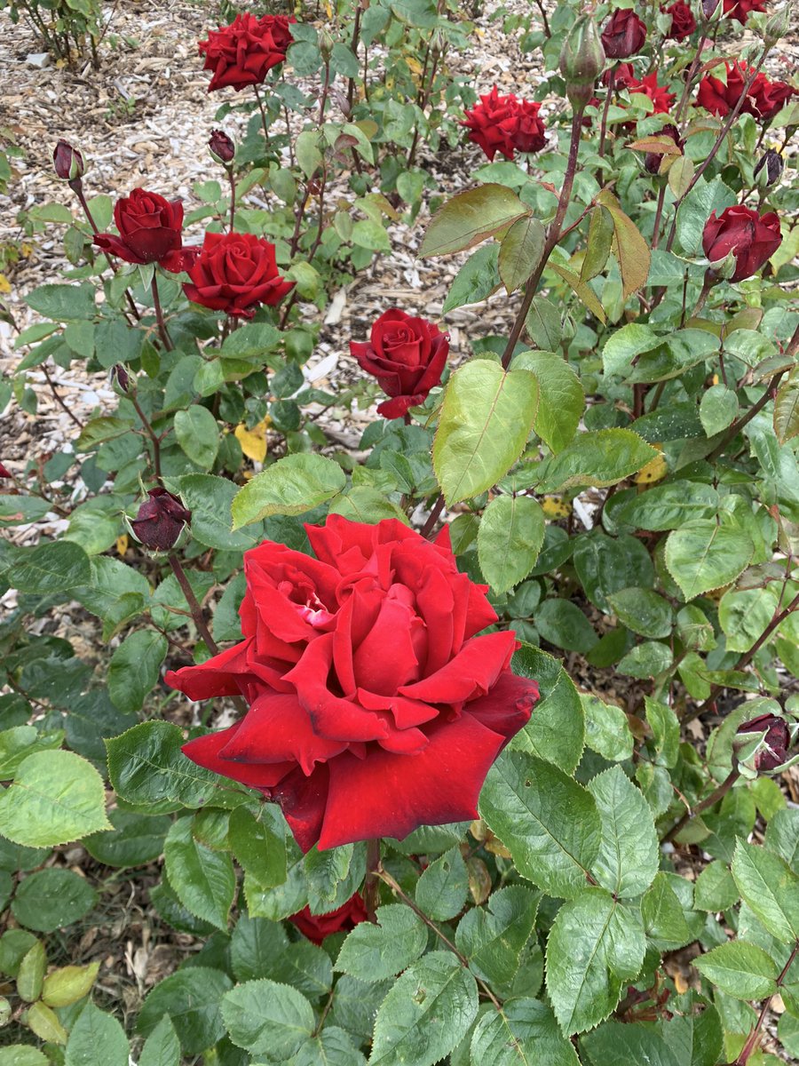 The rose garden in St Annes coming into full bloom. #200crew #200daysofwalking