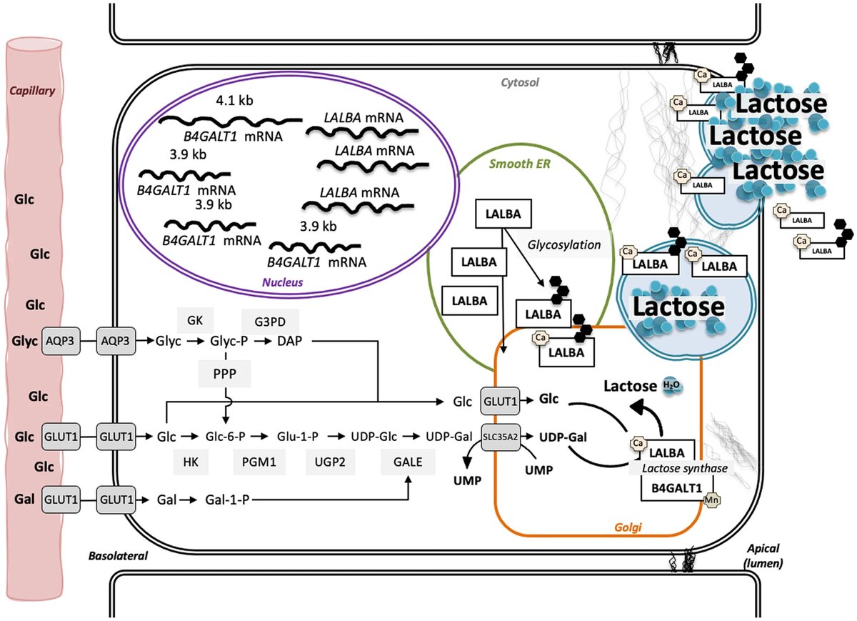 Another review by Anna Sadovnikova, Sergio C. Garcia & Russel C. Hovey highlights the requirements for #lactose synthesis at the biochemical, cellular and temporal levels. https://t.co/nr49yzpp0e https://t.co/4ApZq9KMCH