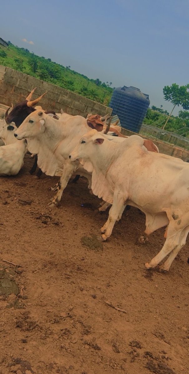 AbouJazzah's tweet photo. These two guys are the king's of our farm
One was bought May 2019 in Iseyin for 95k, the other was bought April 2020 for 235k. Funny how they have approximately the same weight now.
Just so you know, this farming business, downs plenty but yo, we gotta work and eat.
#WeThriveHere https://t.co/ML97TbnjVV