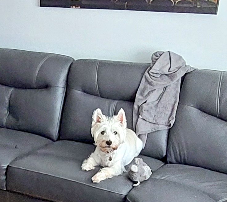 Just lil old me #bobbithewestie