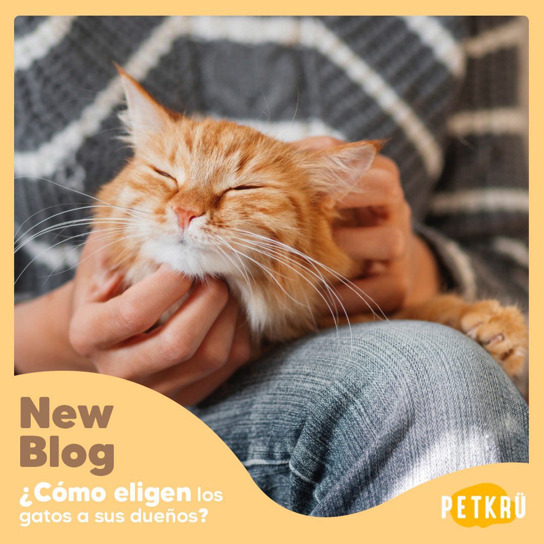 🆕 Todo creemos que escogemos a nuestras mascotas, pero la verdad es otra 😲

En el nuevo post del blog te contamos cómo eligen los gatos a sus dueños 🙀

🔗 bit.ly/3zH33Ds

Comparte con tus amigos #catlovers para que descubran por qué sus gatetes los escogieron 💙
